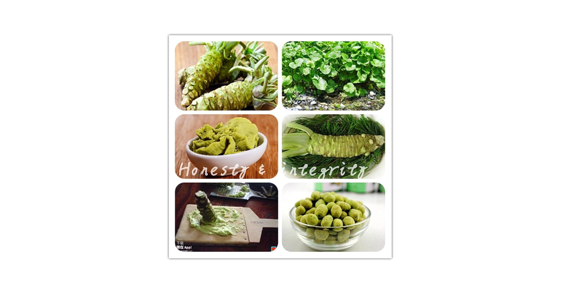 ラシード/ワサビ RAHSHEED WASABI S&B prepared wasabi (horseradish) paste in tube, 100 units